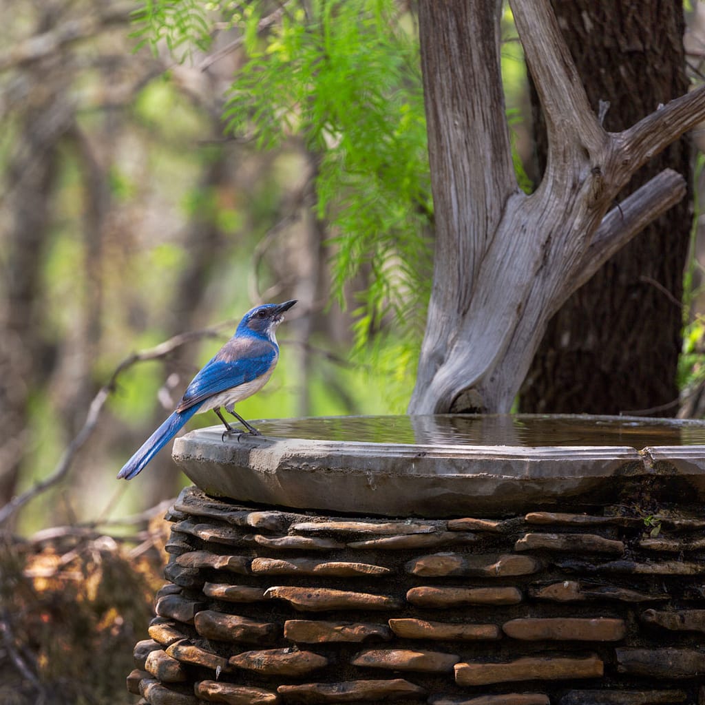 bird photography scrub jay