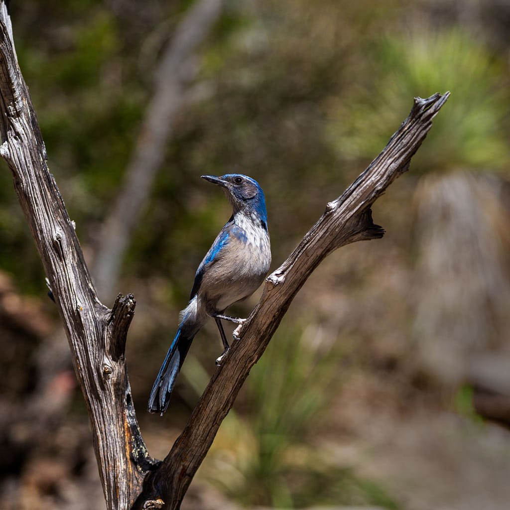 bird photography scrub jay