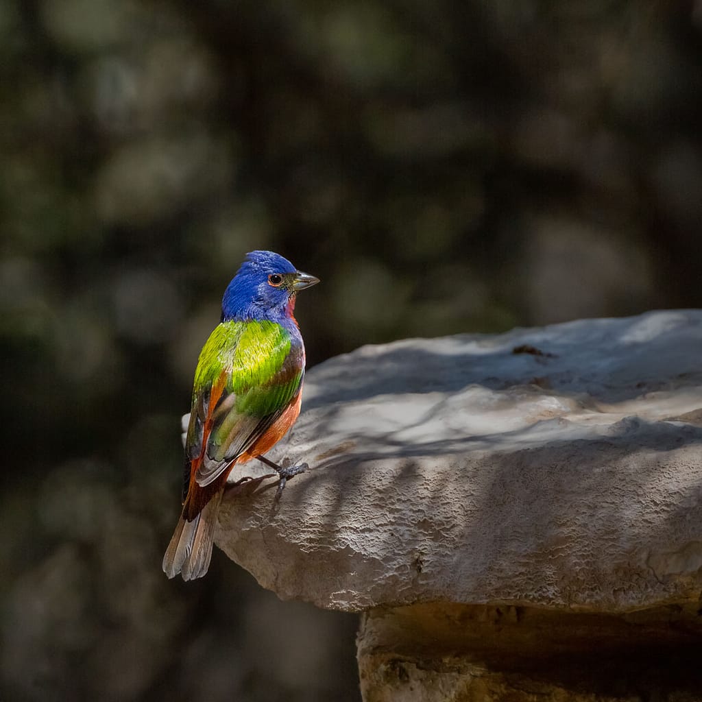 bird photography painted bunting