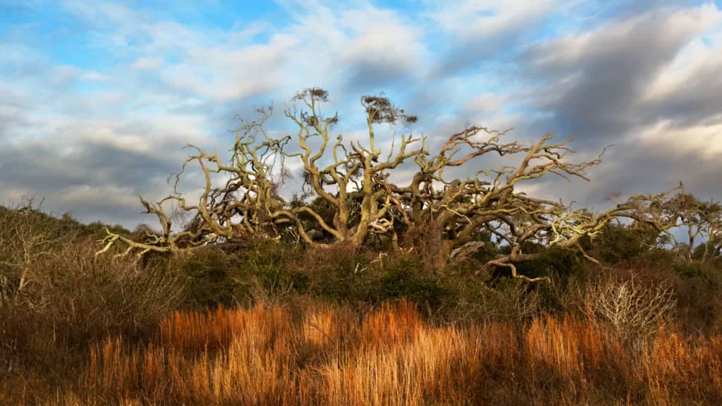 Rockport area Live Oaks