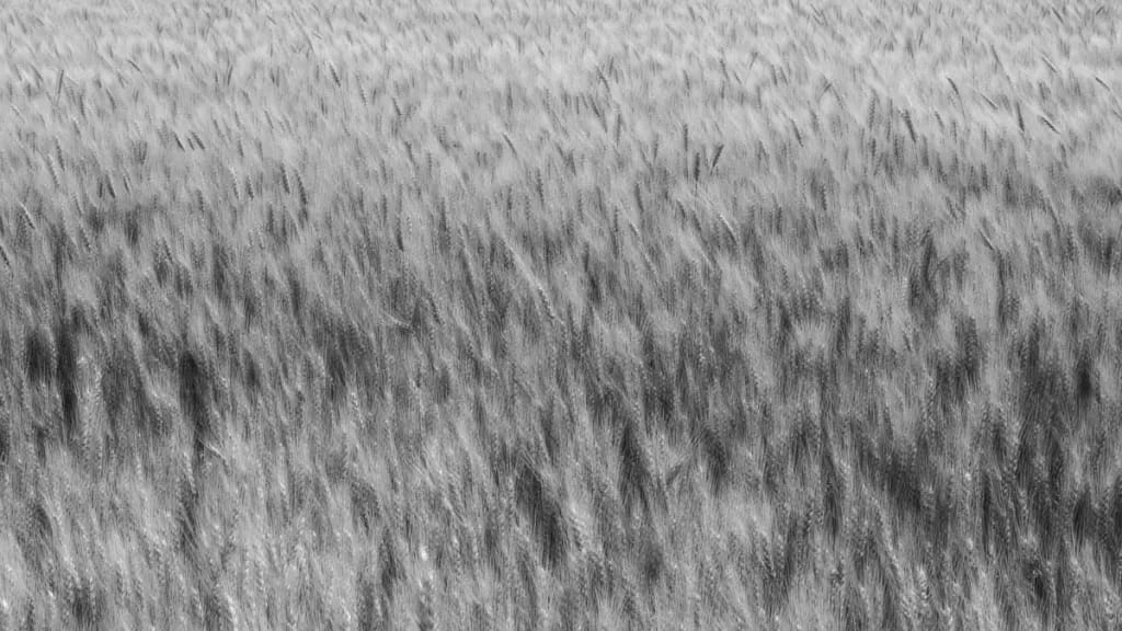 Vast Landscape Wheat Abstract