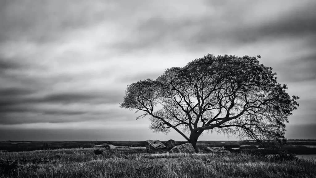 Lone Tree At The Salt Marsh