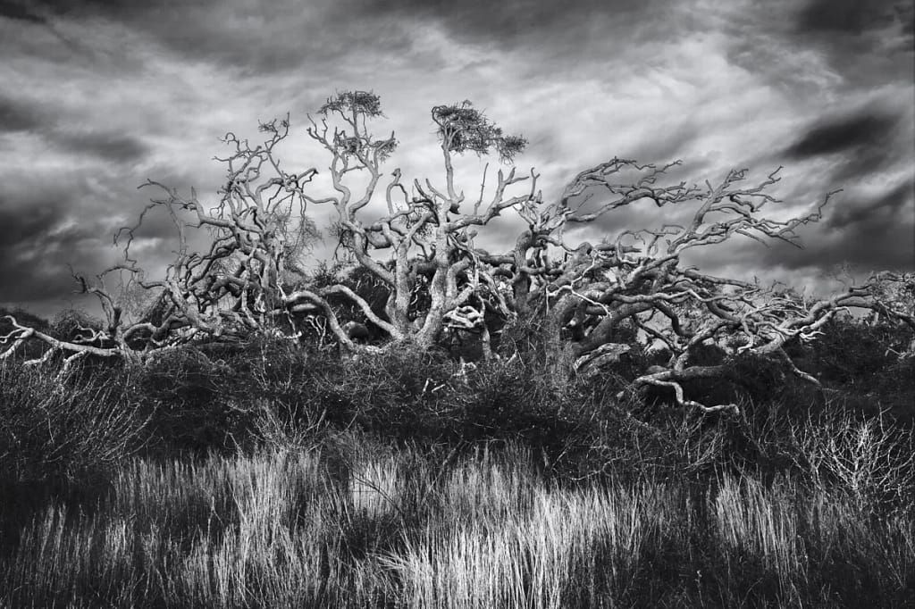 Twisted and tangled live oak trees