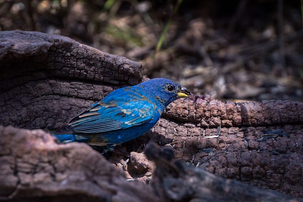 bird photography indigo bunting