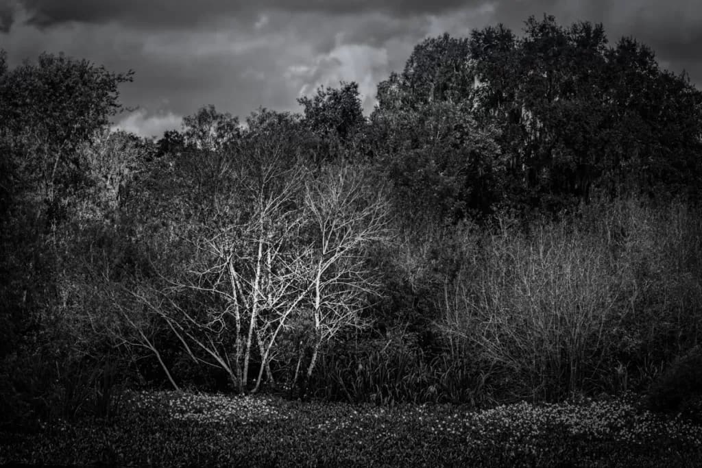 The Birch Tree in Autumn Trees