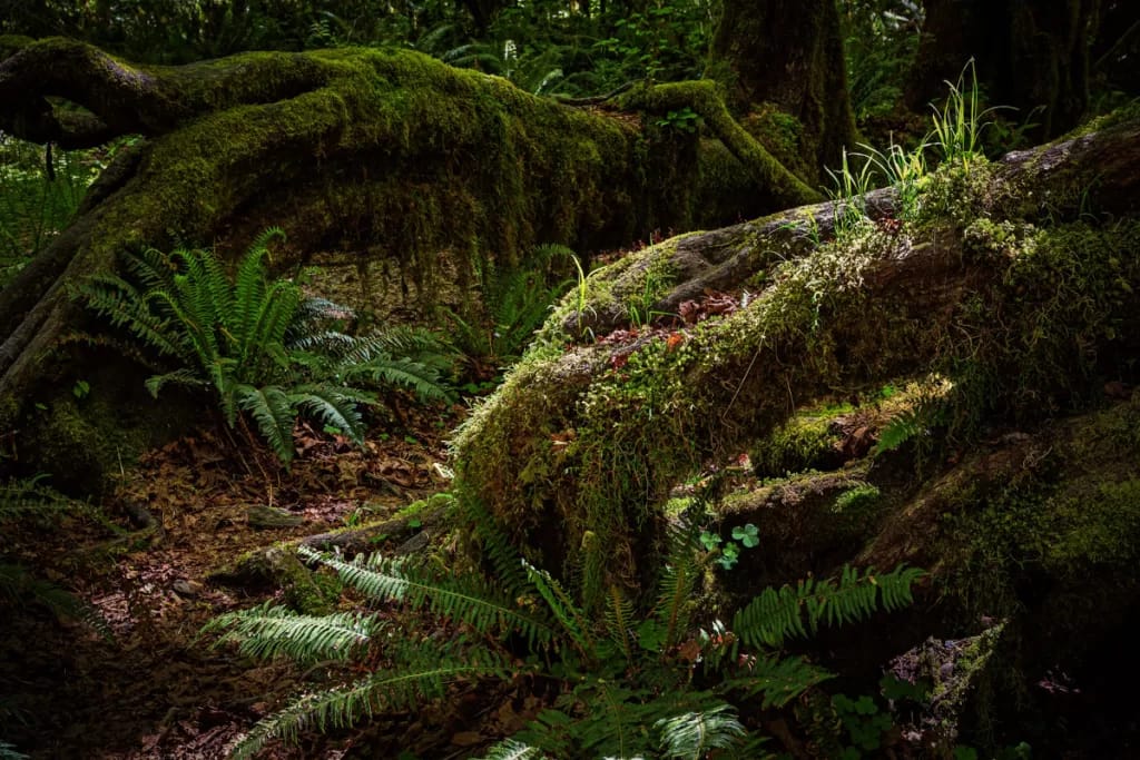 Intimate Landscapes Ancient Trees and Moss