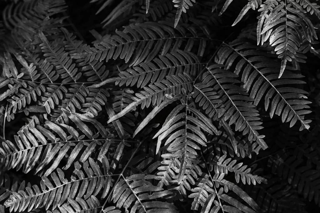 W G Jones State Forest