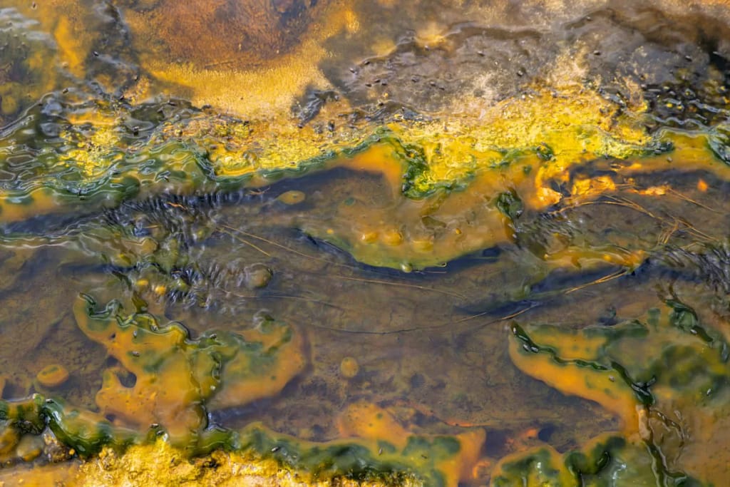 Natural Abstracts And Intimate Landscapes - Living Palette
