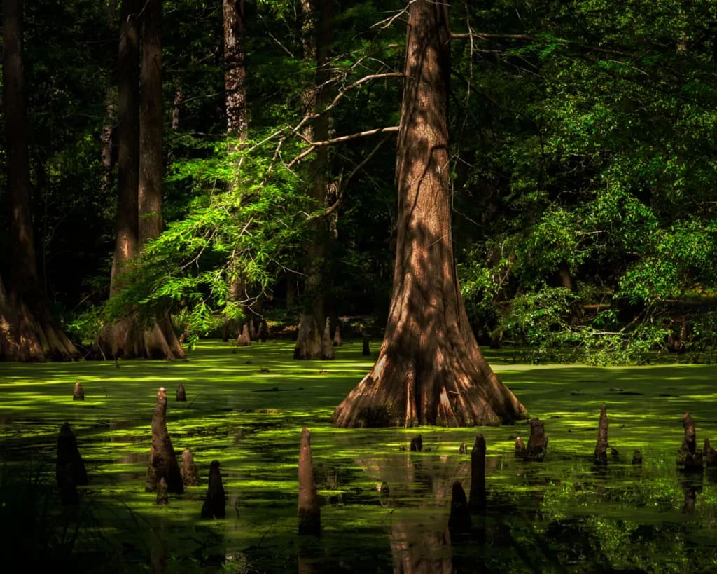 bald cypress swamp