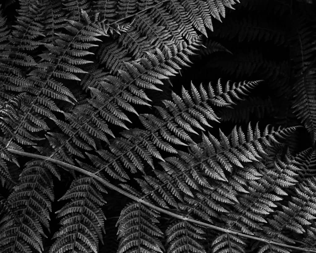 Intimate Landscapes - Ferns