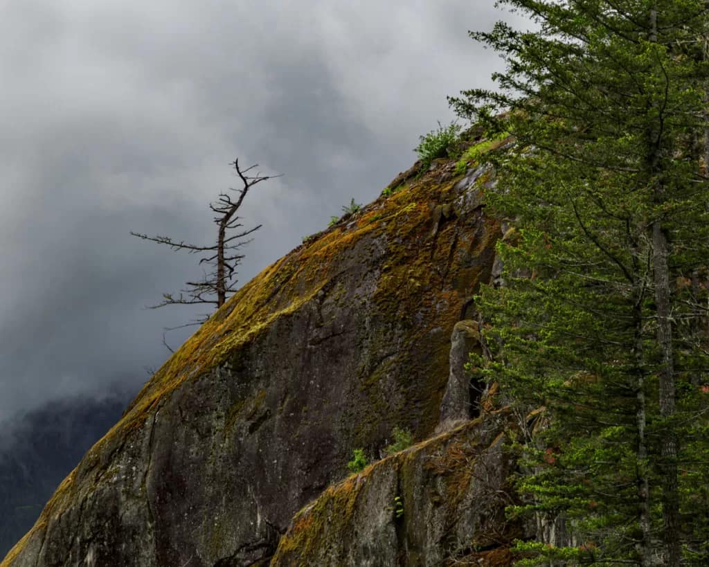 Intimate Landscapes - Lone Tree