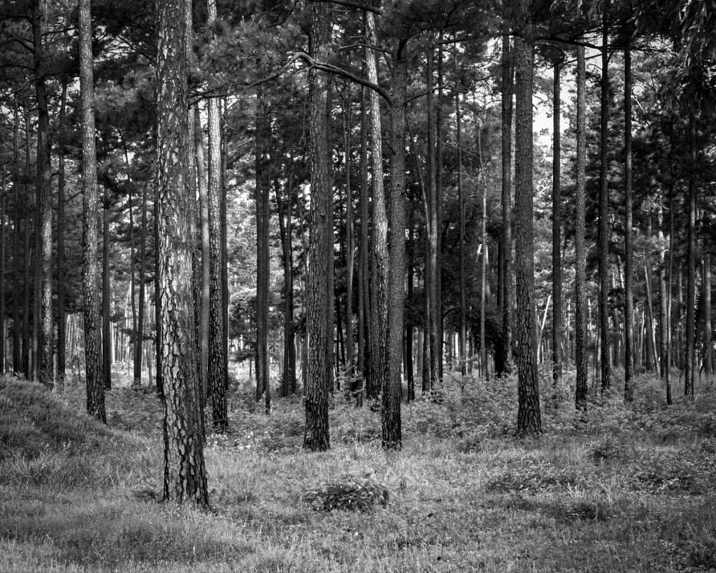 W G Jones State Forest