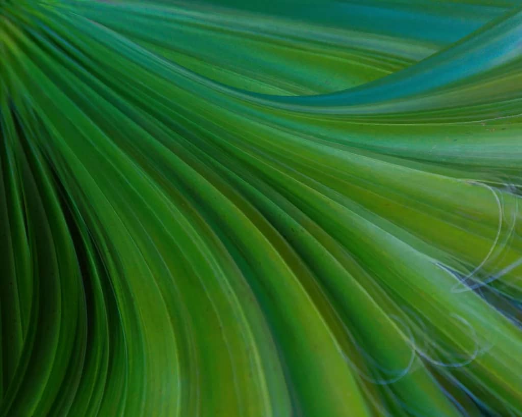 Fan Palm Abstraction