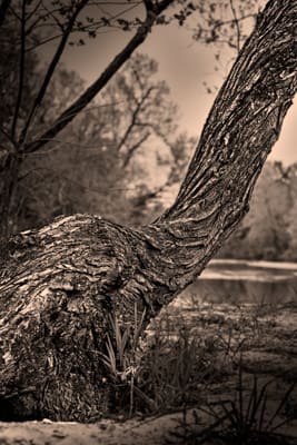 Bent And Twisted Tree