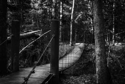 Little Bridge In The Forest