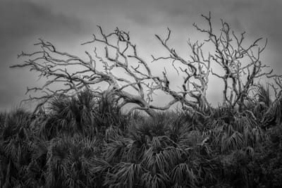a black and white photo of gnarled dead trees and palmettos set against a cloudy sky