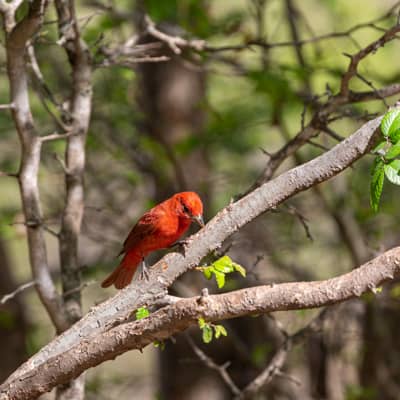 bird photography summer tanager