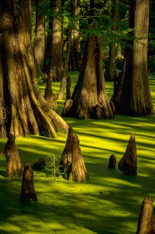 bald cypress swamp