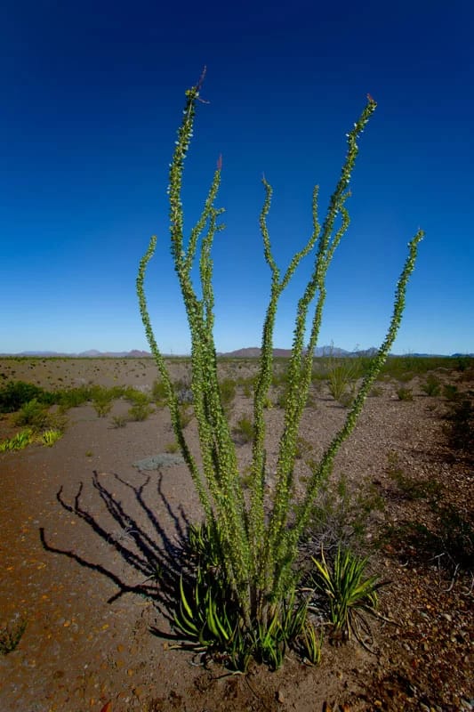 Ocotillo