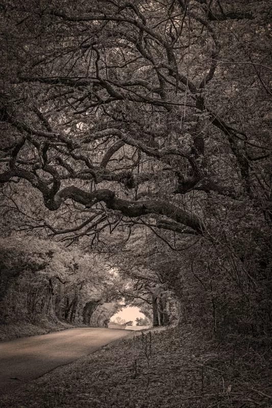 Tunnel of Trees