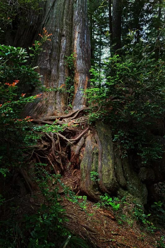 Intimate Landscapes In the Forest Of Big Trees