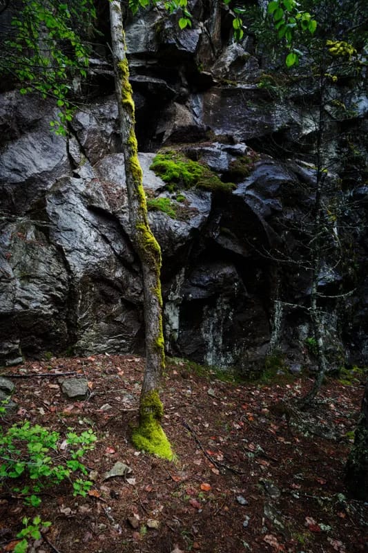 Moss Trees and Rocks