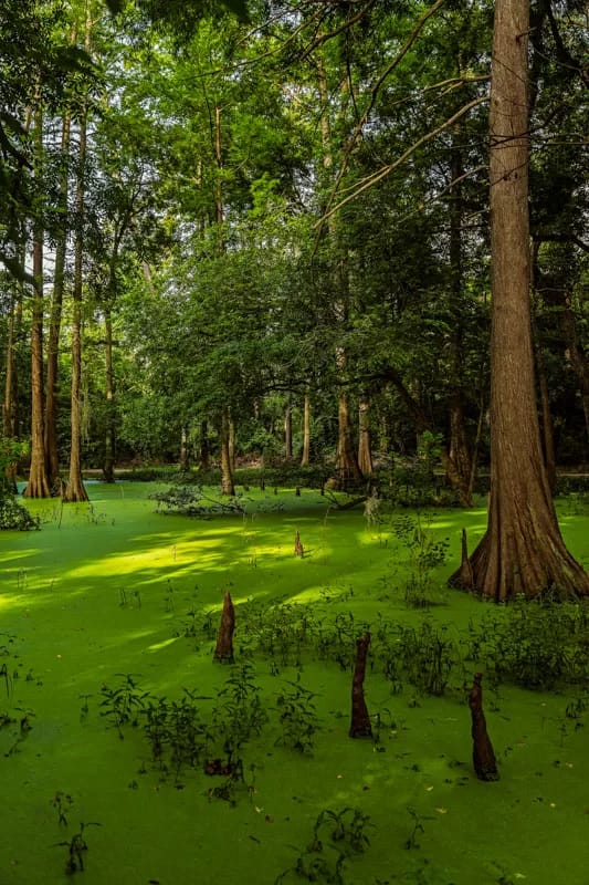 bald cypress swamp