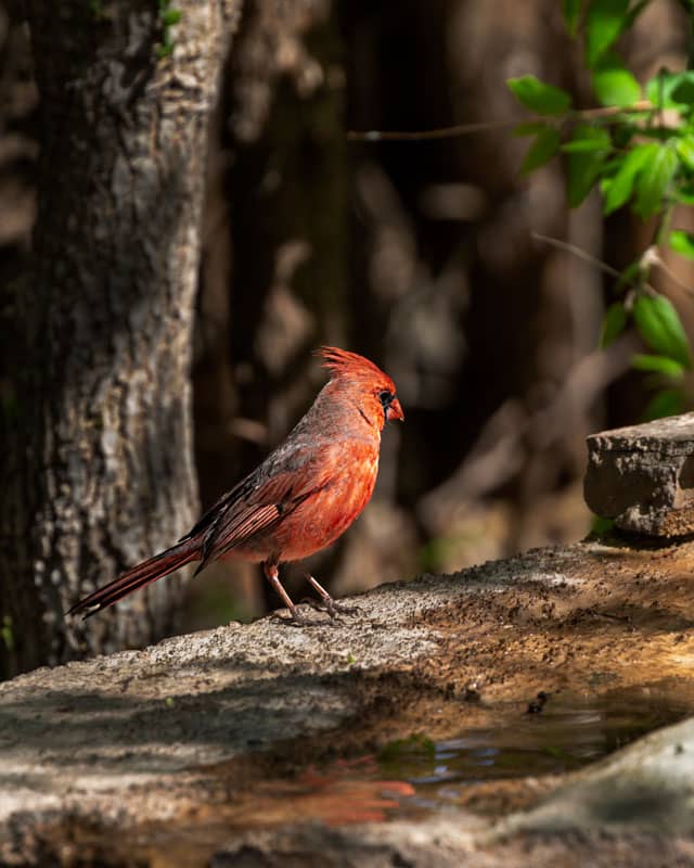 bird photography