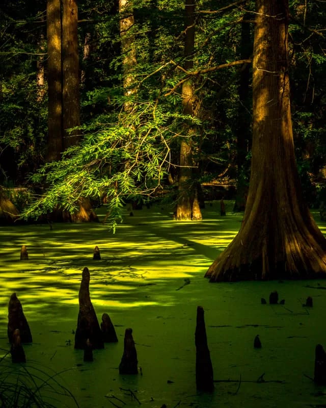 bald cypress swamp