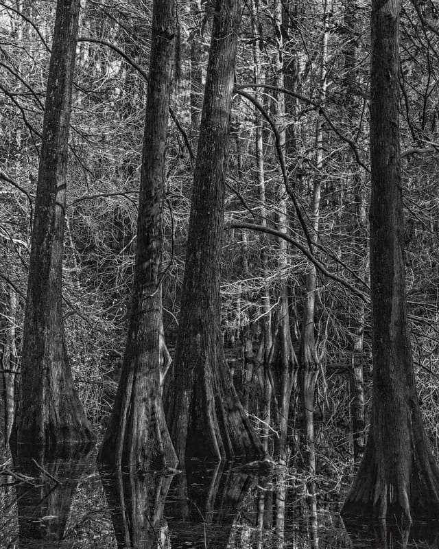 Cypress Trees Morning 