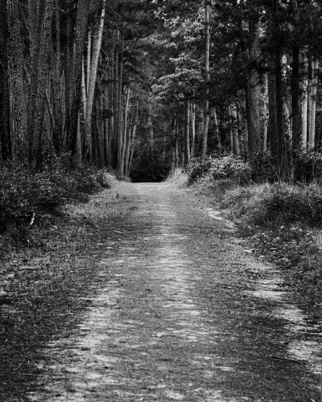 W G Jones State Forest