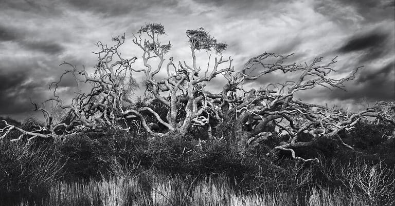 Twisted and tangled live oak trees