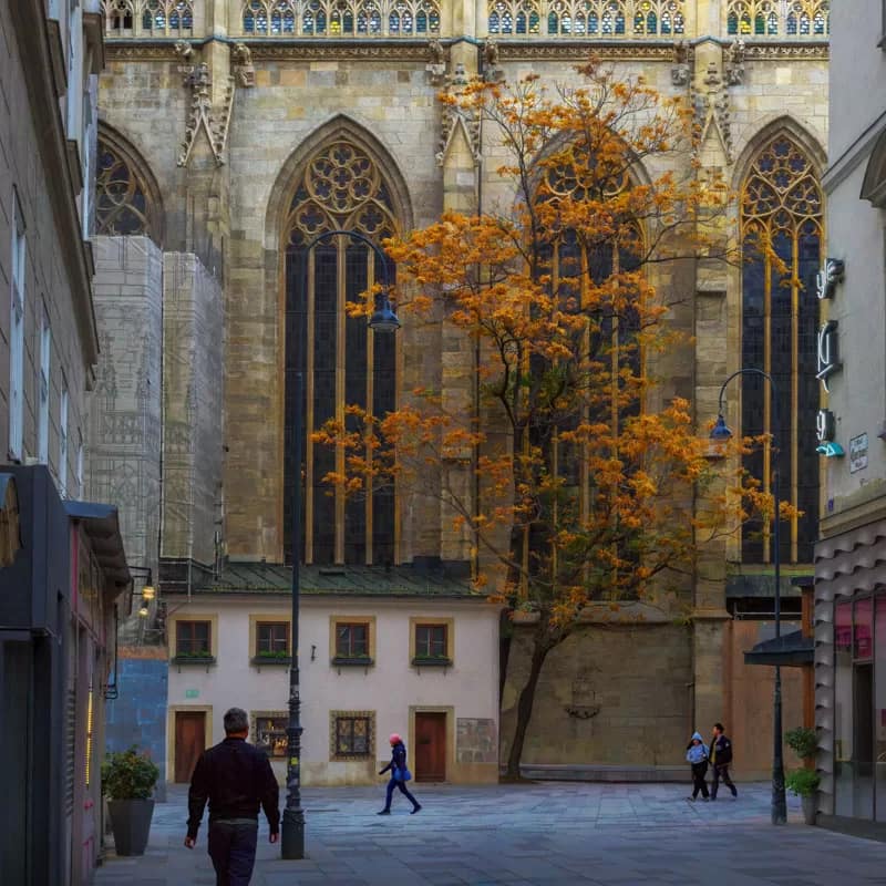 Trees outside of St. Stephan's Cathedral