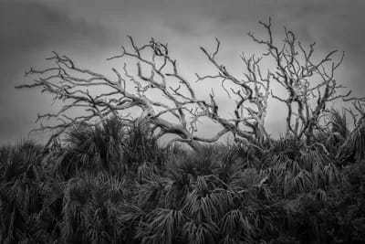 Dead Trees and Palmettos