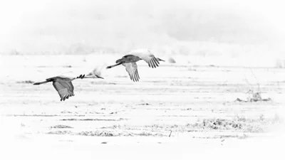 Sandhill Cranes In Flight