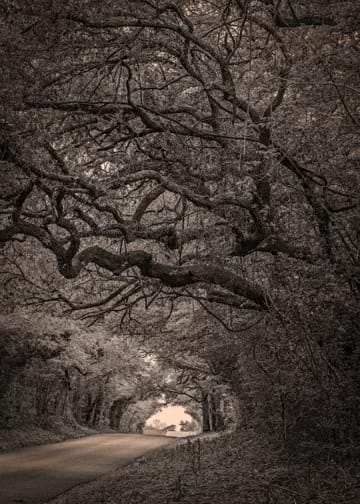 Tunnel of Tangled Trees