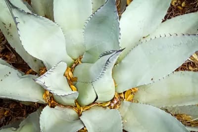 Agave