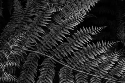 Ferns