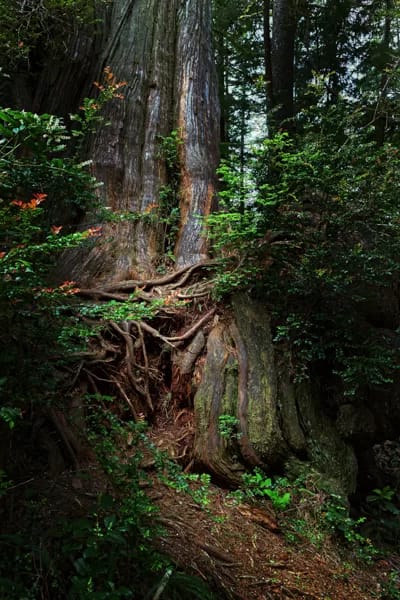 In The Forest Of Big Trees